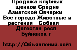 Продажа клубных щенков Средне Азиатской Овчарки - Все города Животные и растения » Собаки   . Дагестан респ.,Буйнакск г.